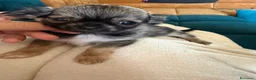 Chihuahua cani in vendita: Chihuahua gioiellini - Annuncio 3