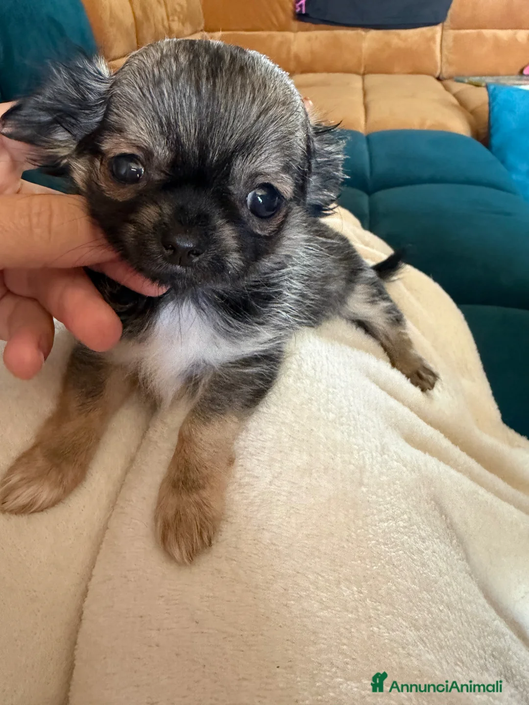 Chihuahua cani in vendita: Chihuahua gioiellini - Annuncio 3