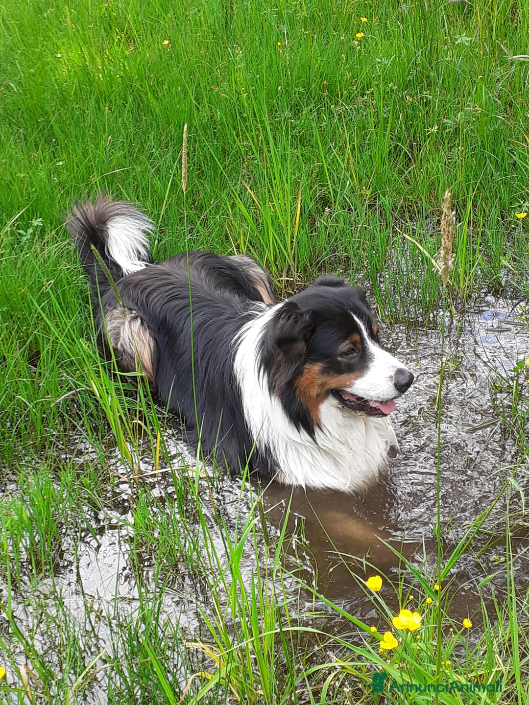 Australian Shepherd cani per accoppiamento: Disponibile per accoppiamento  - Annuncio 9