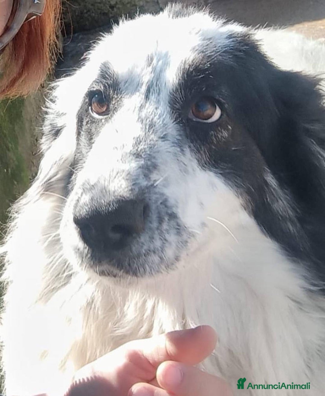 Meticcio cani in regalo: CAROLINA dolce cagnolona 2 anni cerca casa a Provincia di Latina - Annuncio 3