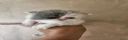Persiano gatti in vendita: Gatto persiano  - Annuncio 4
