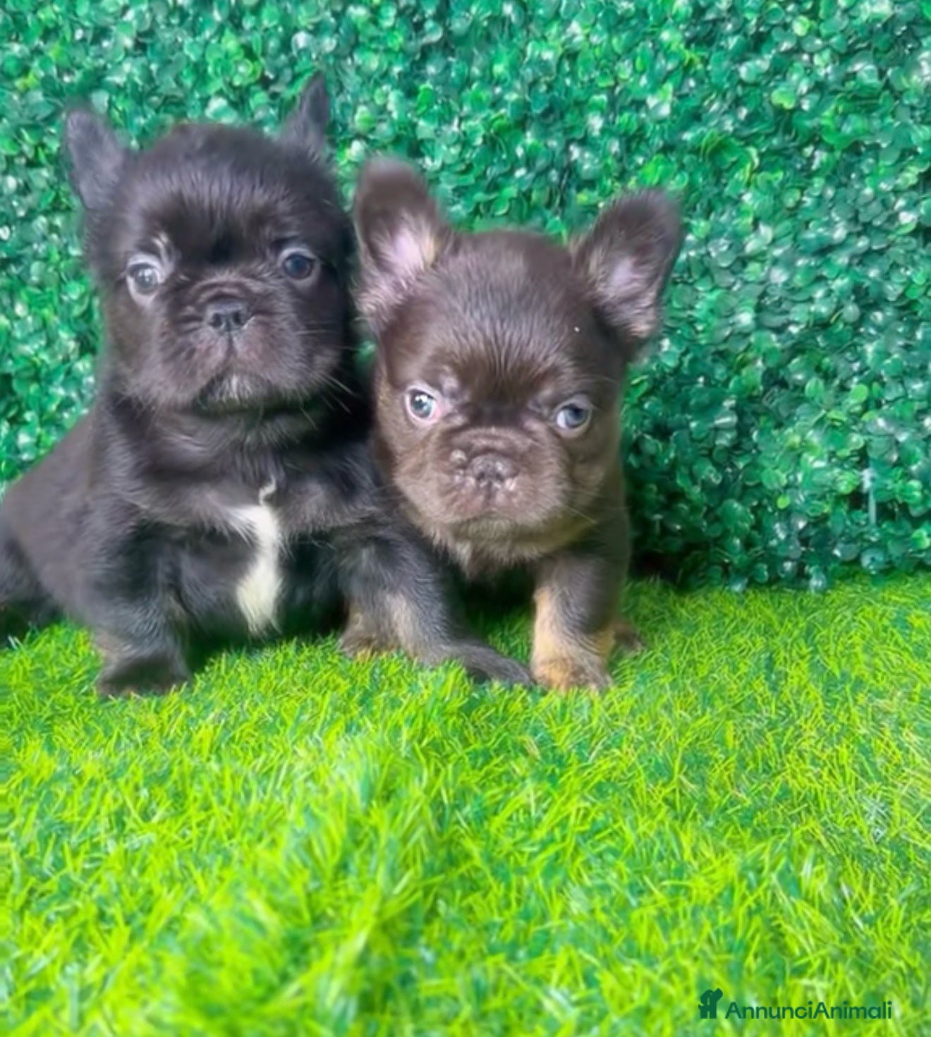 Bulldog Francese cani Bulldog francese fluffy - Annuncio 1