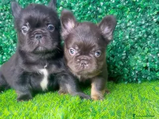 Bulldog Francese cani Bulldog francese fluffy - Annuncio 1