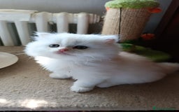 Persiano gatti in vendita: Gattini persiani normotipo Chinchilla  a Provincia di Modena - Immagine 4