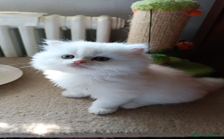 Persiano gatti a Provincia di Modena - Annuncio 5