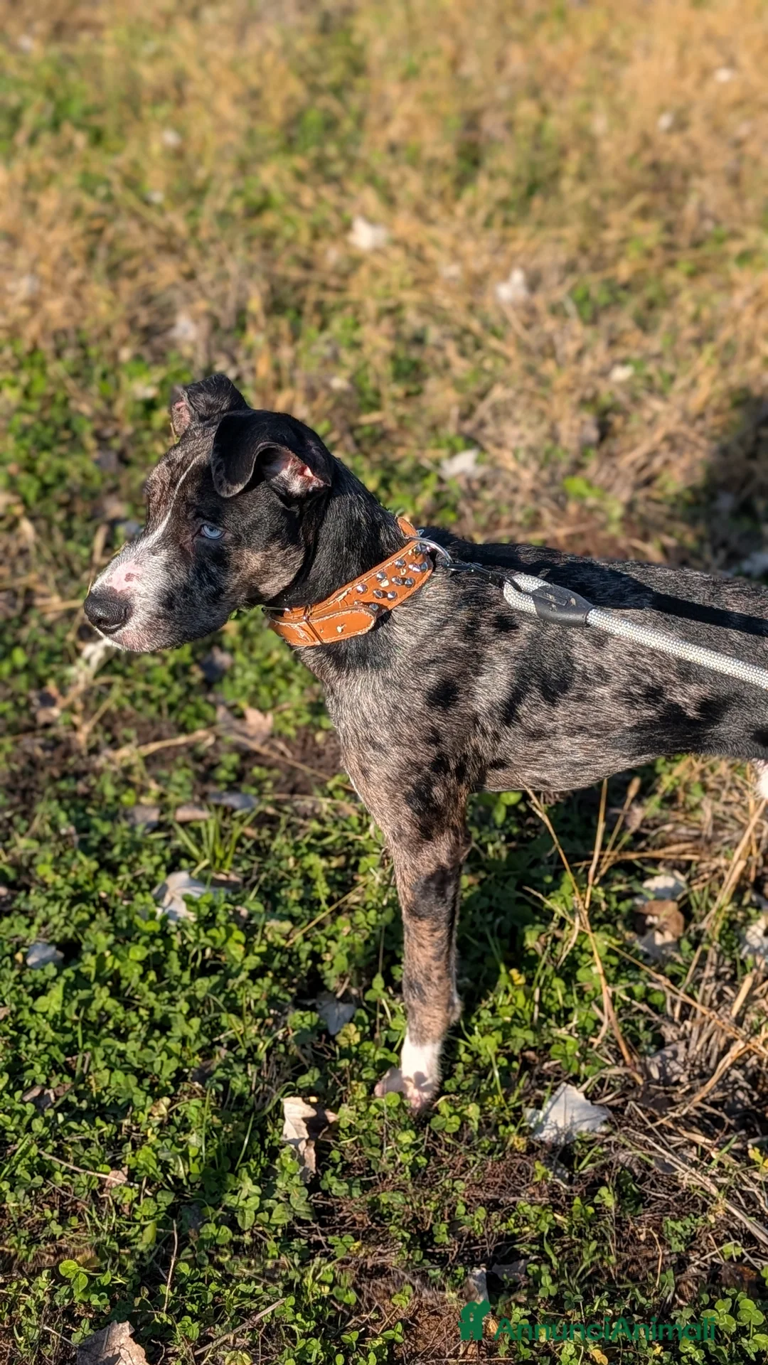 Meticcio cani in regalo: Cedo urgentemente cane  a Provincia di Parma - Annuncio 2