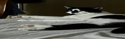 Europeo gatti in regalo: Gatto  a Città metropolitana di Catania - Annuncio 4