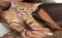 Europeo gatti in regalo: MIELE, di nome e di fatto 3/4 mesi - Immagine 7