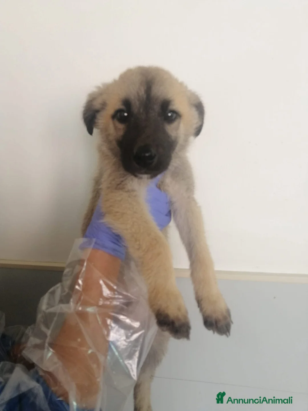 Meticcio cani in regalo: Hulk ceca casa!!  - Annuncio 1