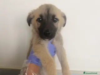 Meticcio cani Hulk ceca casa!! - Annuncio 1