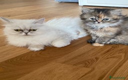 Persiano gatti in vendita: Persiana chinchillà  a Città Metropolitana di Cagliari - Immagine 8