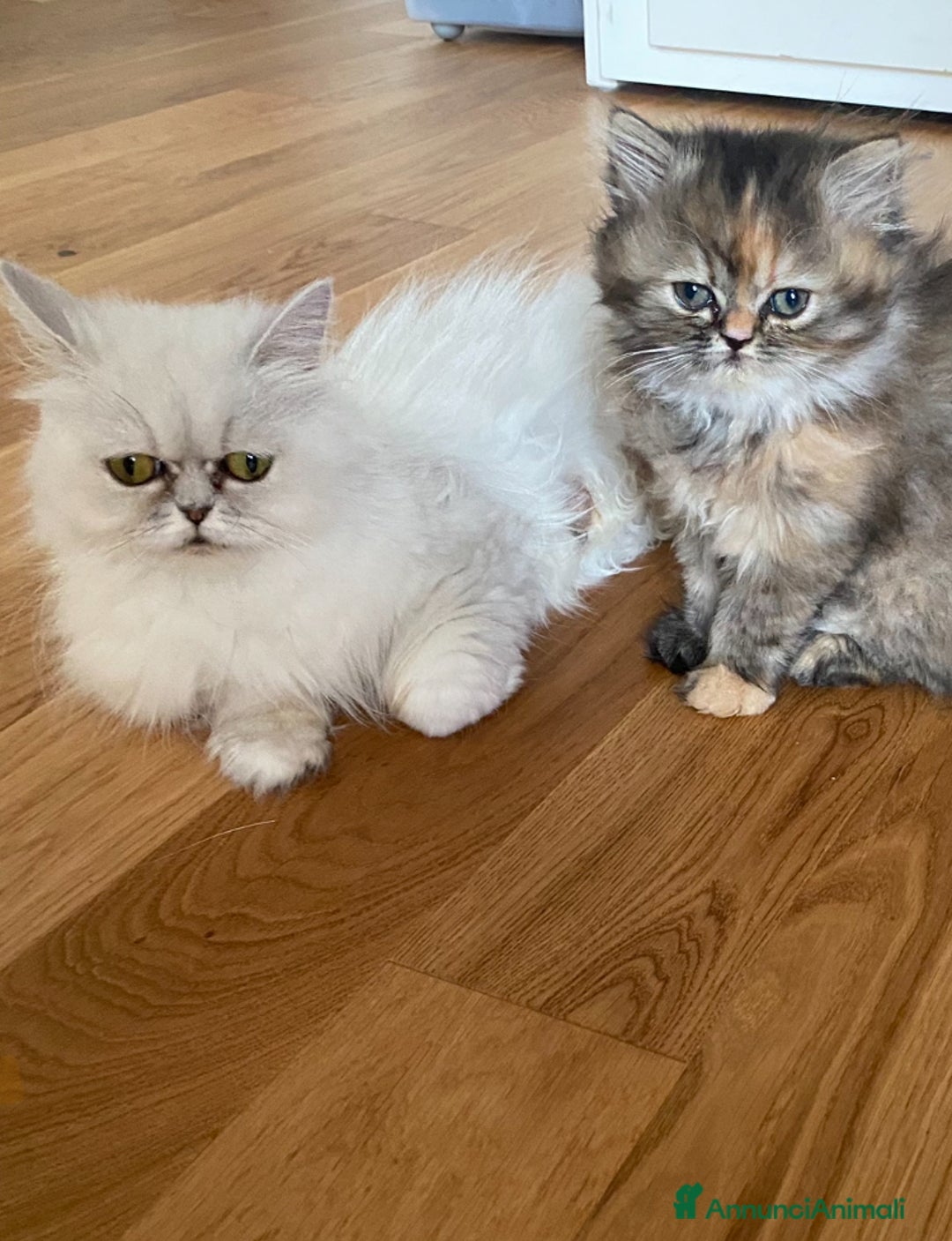 Persiano gatti in vendita: Persiana chinchillà  a Città Metropolitana di Cagliari - Immagine 8