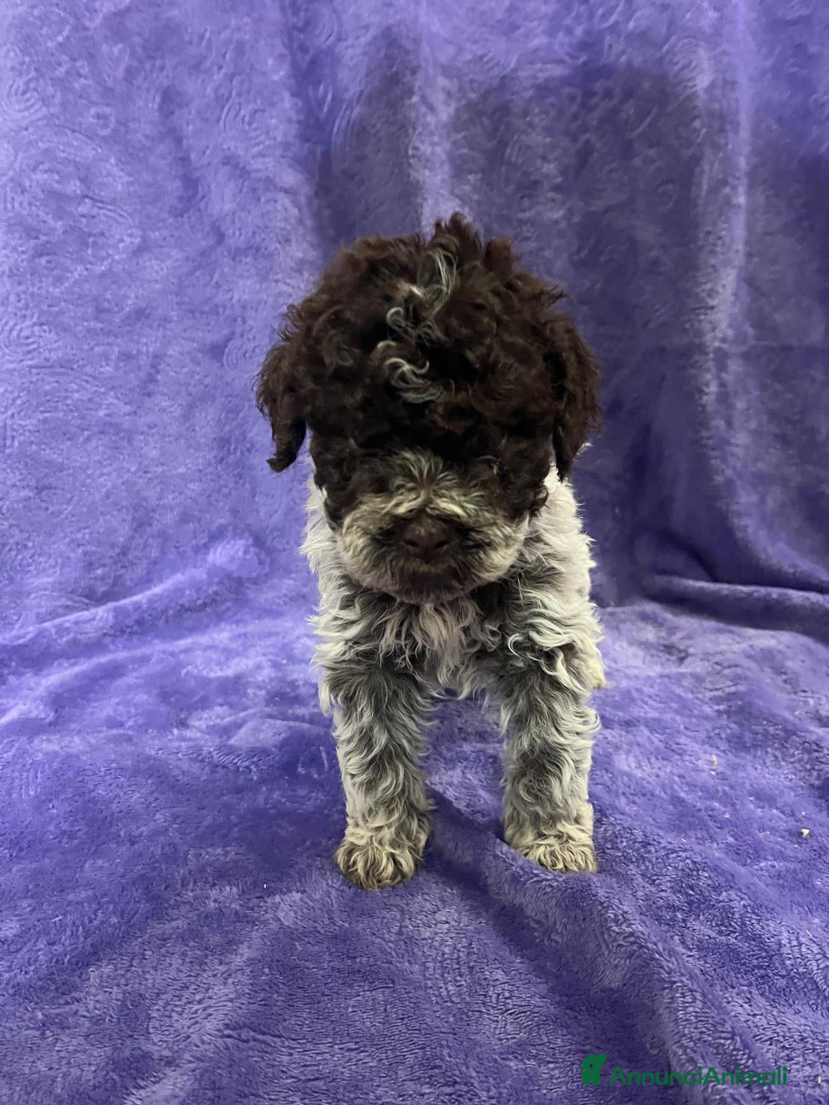 Lagotto cani Cuccioli di Lagotto Romagnolo con Pedigree  - Annuncio 1