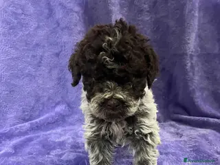 Lagotto cani Cuccioli di Lagotto Romagnolo con Pedigree - Annuncio 2