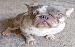 Bulldog Francese cani in vendita: Bulldog francese  - Immagine 9