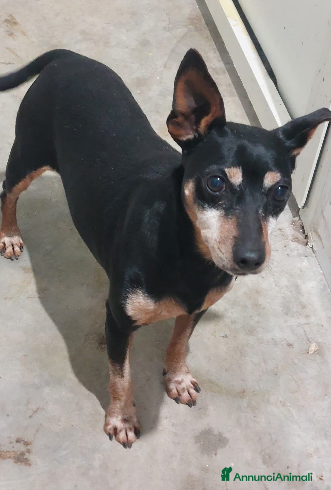 Meticcio cani in regalo: PIERINO  - Annuncio 4