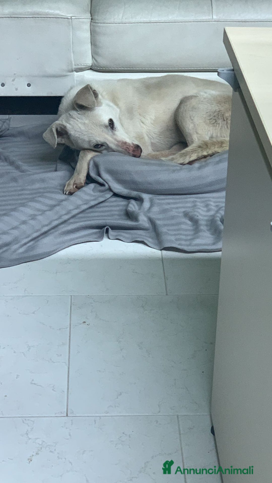 Meticcio cani in regalo: Chiara metticio socievole  - Annuncio 5