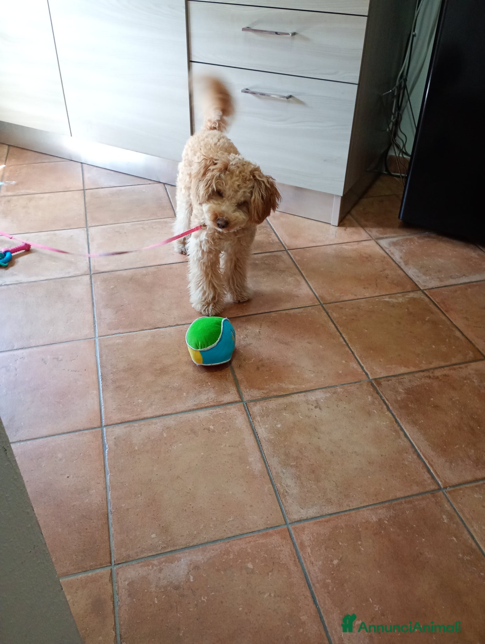 Maltipoo cani in vendita: Vendo maltipoo 8 mesi - Annuncio 2