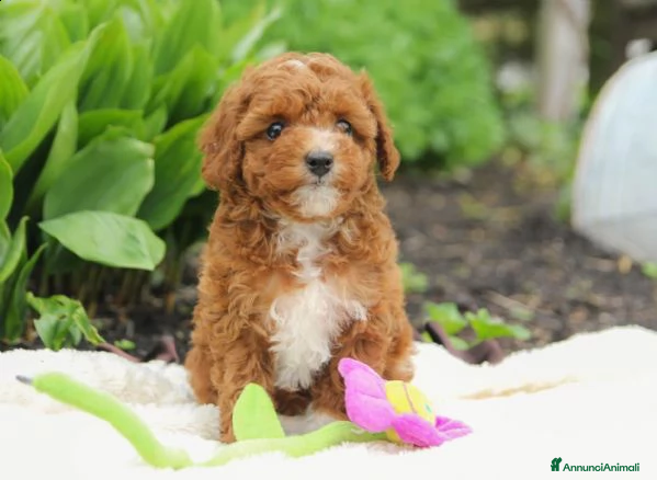 Barboncino Toy cani barboncino toy - Annuncio 2