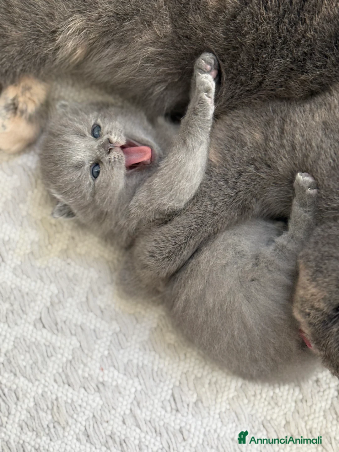 Scottish gatti in vendita: Gattini scottish fold blue - Annuncio 8