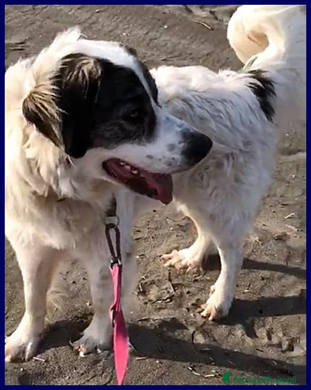 Meticcio cani in regalo: GGG dolcissimo coccolone tg grande - Annuncio 7