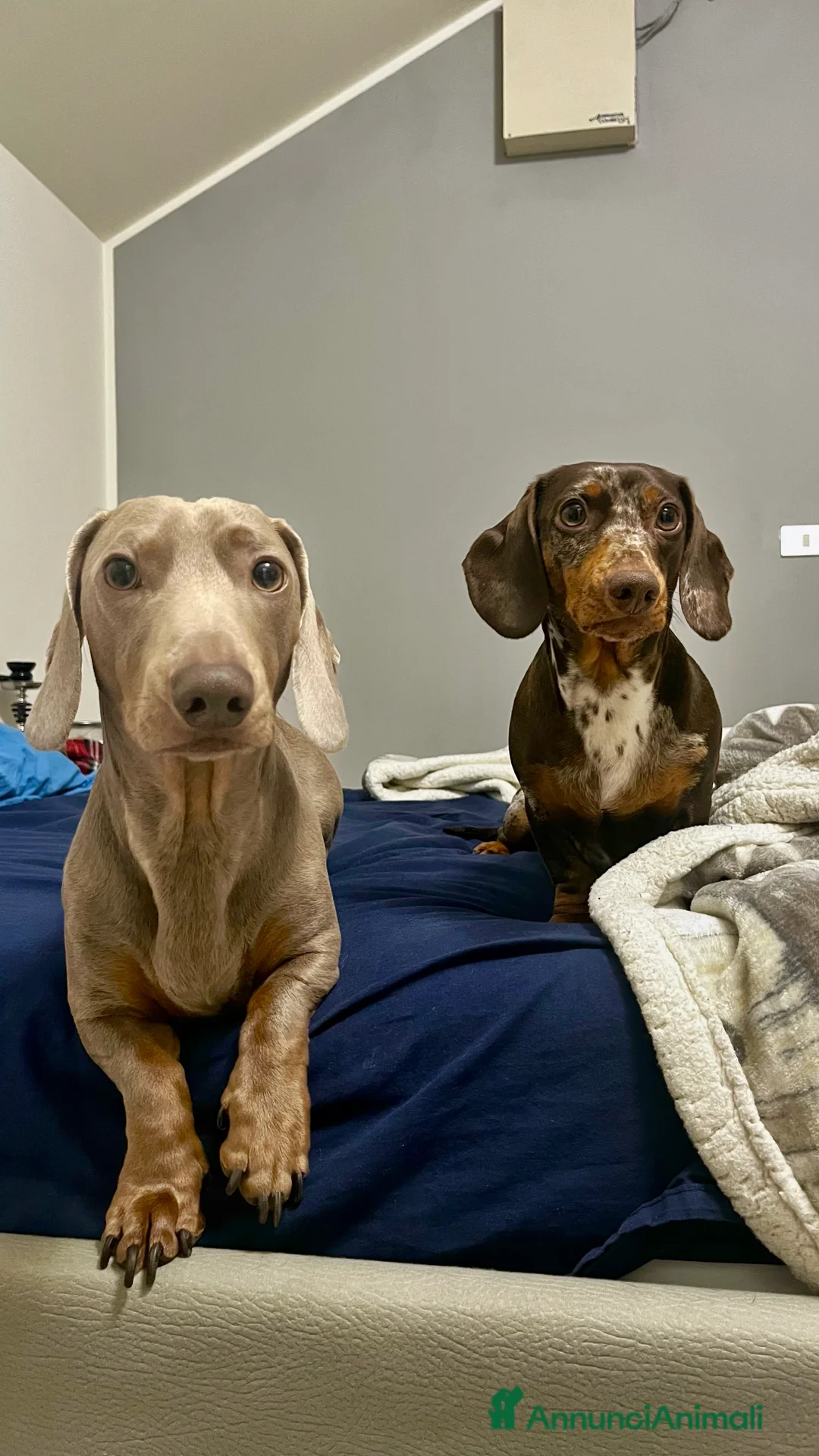 Bassotto cani in vendita: Cuccioli di bassotto  a Città metropolitana di Milano - Annuncio 6