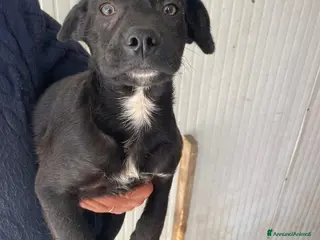 Meticcio cani ALVIN SIMIL LABRADORINO DOLCISSIMO - Annuncio 32