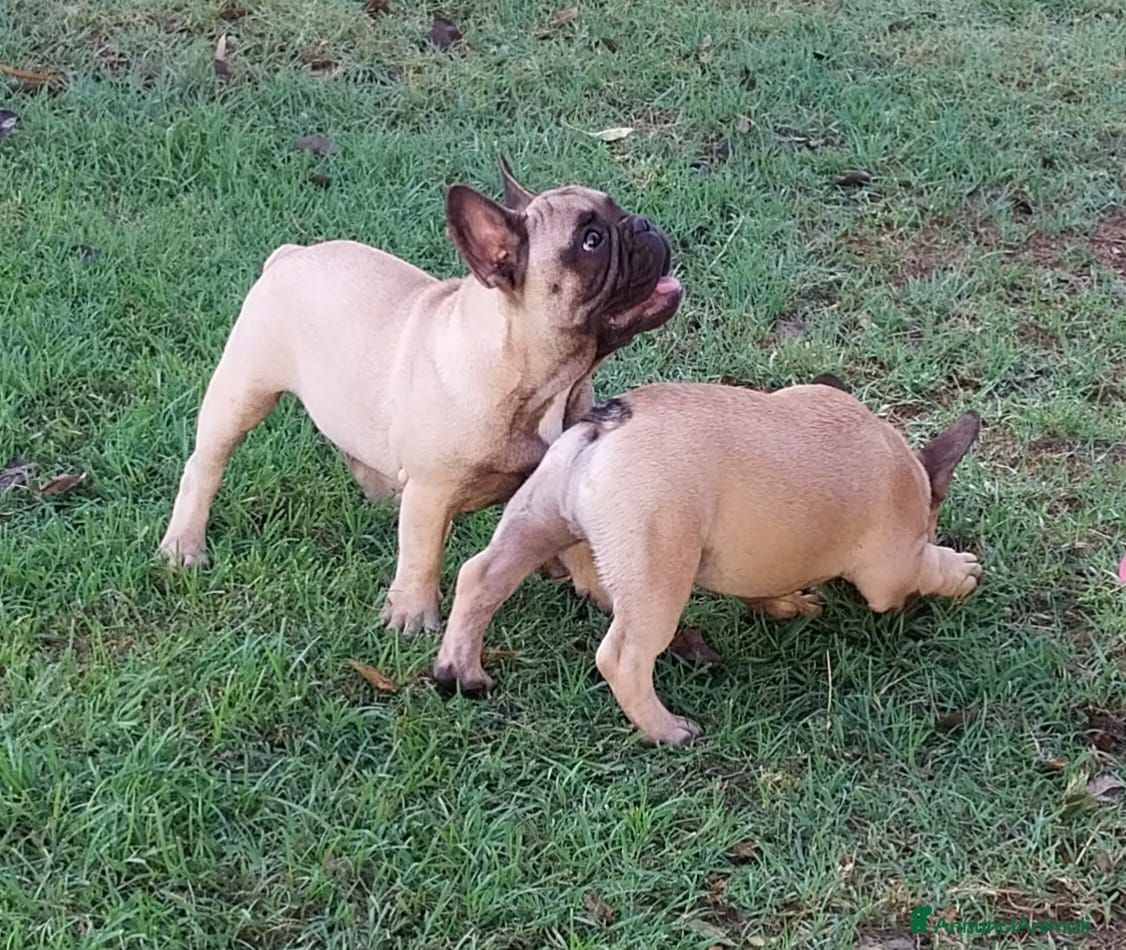 Bulldog Francese cani BULLDOG FRANCESE  - Annuncio 12