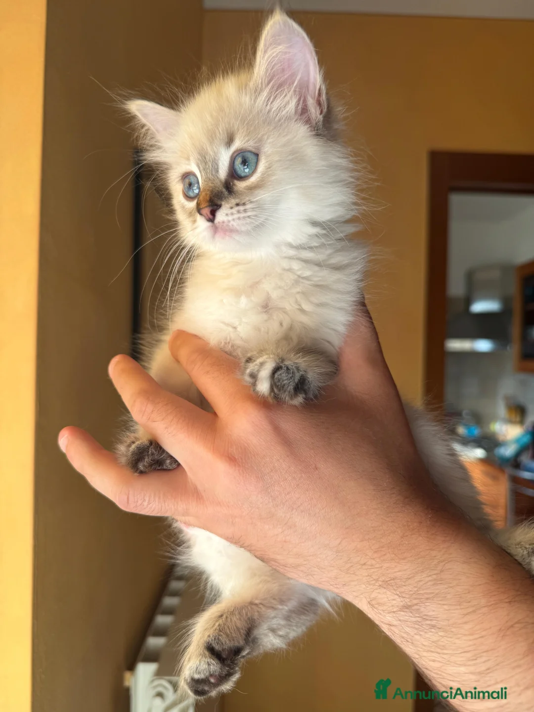 Siberiano gatti in vendita: Gatti Ipoallergici Siberiani Neva a Provincia di Brescia - Annuncio 5
