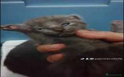 Certosino gatti in vendita: Cuccioli di CERTOSINO PURISSIMI a Metropolitan City of Milan - Immagine 2