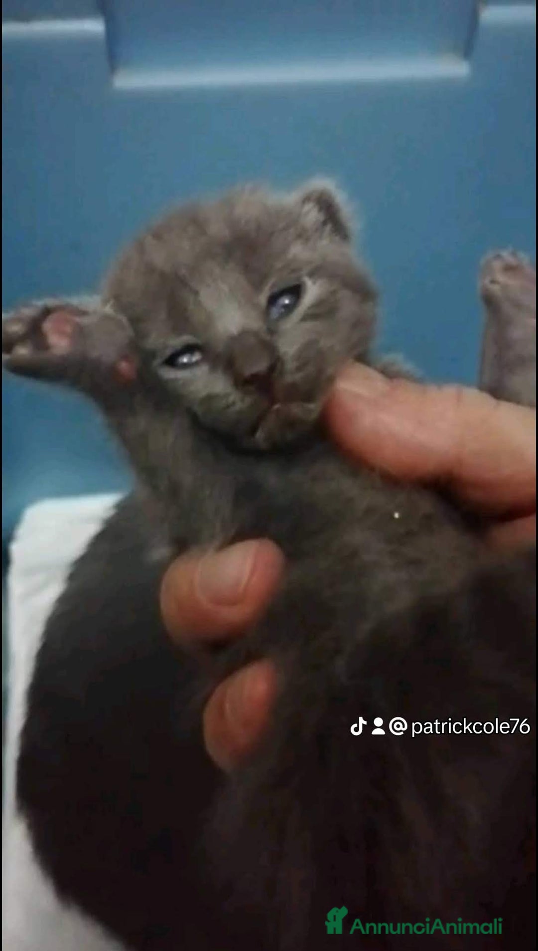 Certosino gatti in vendita: Cuccioli di CERTOSINO PURISSIMI a Metropolitan City of Milan - Immagine 2