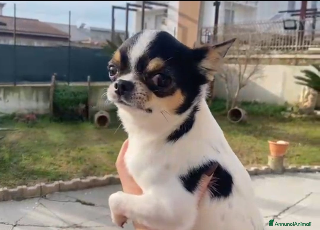 Chihuahua cani in vendita: Maschio di un anno e mezzo  - Annuncio 1