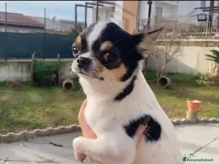 Chihuahua cani Maschio di un anno e mezzo - Annuncio 34