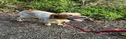 Setter Inglese cani in regalo: Bijou cerca casa 🏡 - Annuncio 5