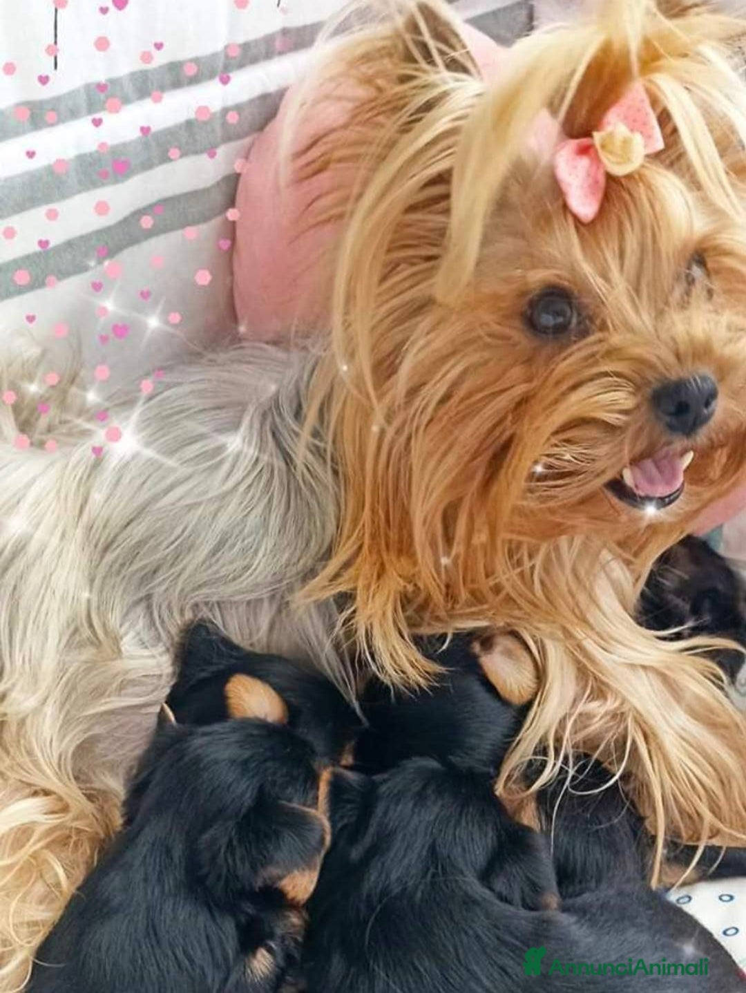 Yorkshire cani in vendita: Yorkshire terrier toy  - Annuncio 4