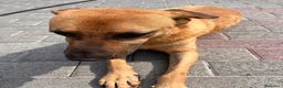 Meticcio cani in regalo: ARGO CERCA CASA - Annuncio 6
