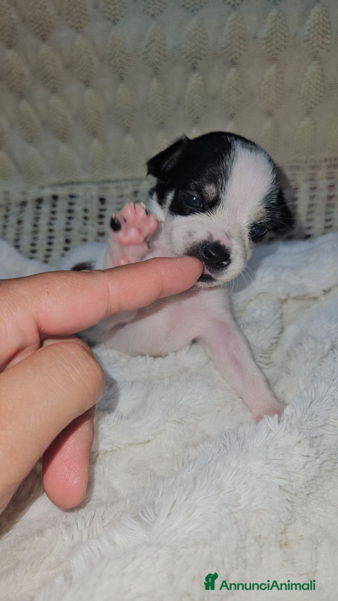 Chihuahua cani Chihuahua toy  - Annuncio 28