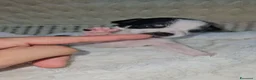 Chihuahua cani in vendita: Chihuahua toy  - Annuncio 1