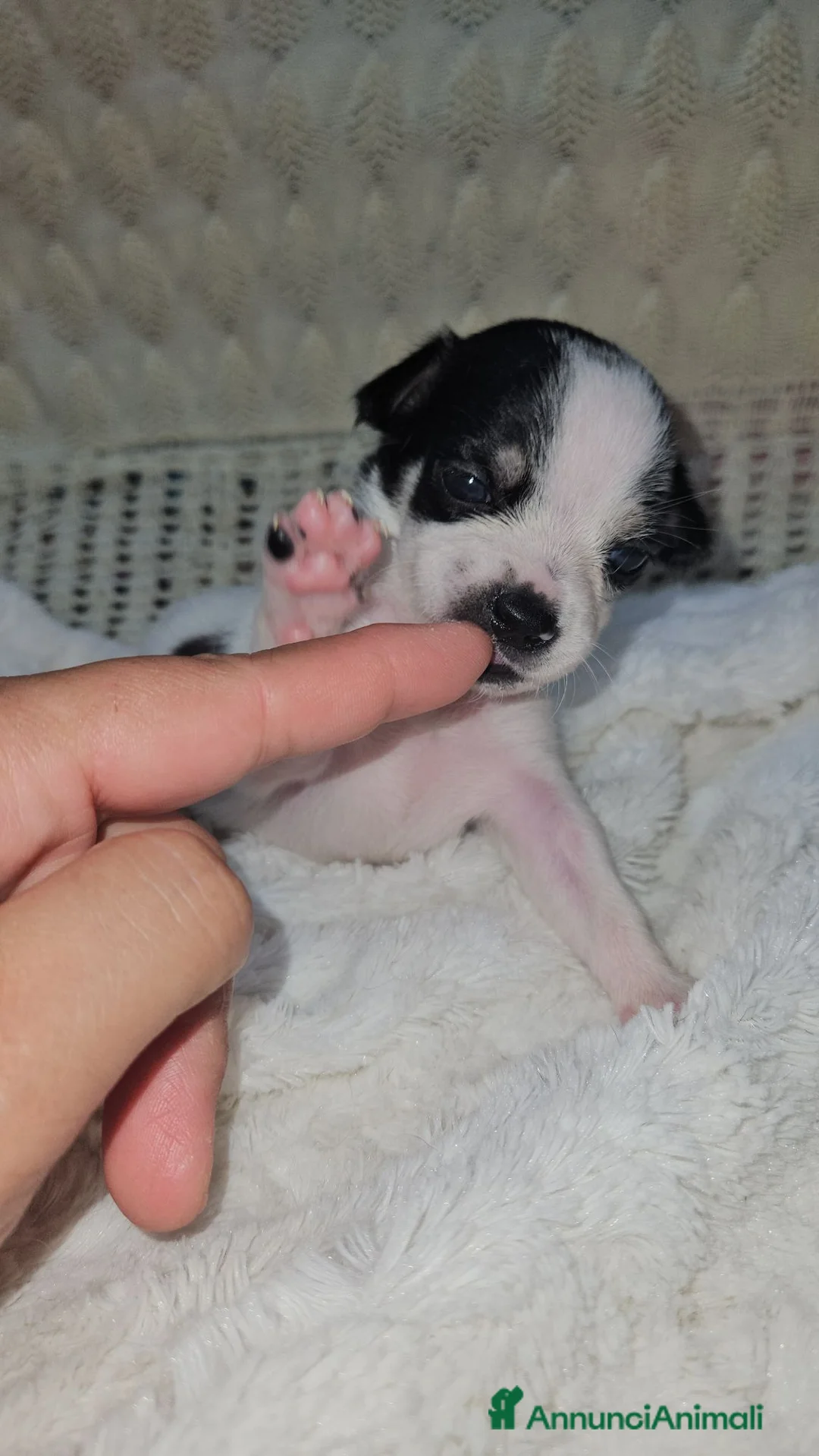 Chihuahua cani in vendita: Chihuahua toy  - Annuncio 1