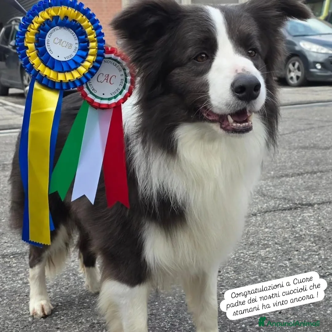 Border Collie cani in vendita: cuccioli border collie con pedigree - Annuncio 11