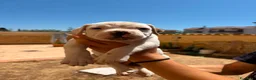 Bulldog cani in vendita: Cuccioli di bulldog americano  a Libero consorzio comunale di Agrigento - Annuncio 23