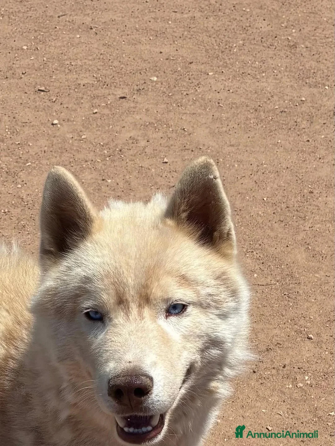 Husky cani in regalo: ARES siberian husky 1 anno cerca casa in adozione - Annuncio 2
