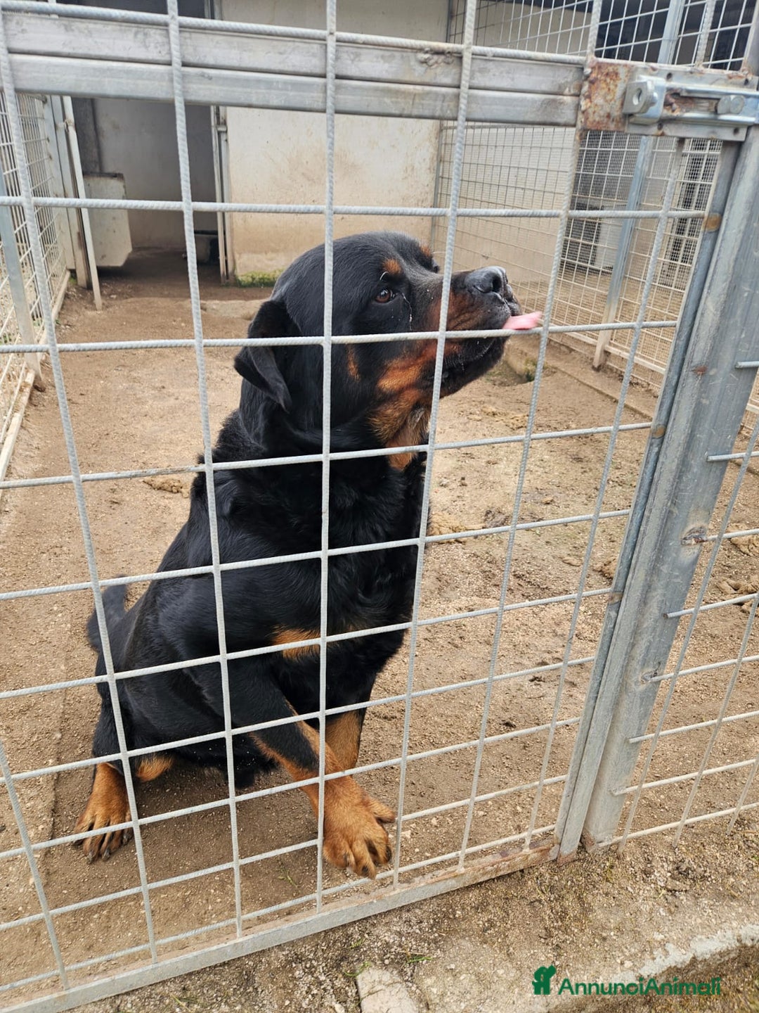 Rottweiler cani in regalo: Ares: 5 anni, Rottweiler equilibrato, socievole  a Città Metropolitana di Genova - Immagine 3