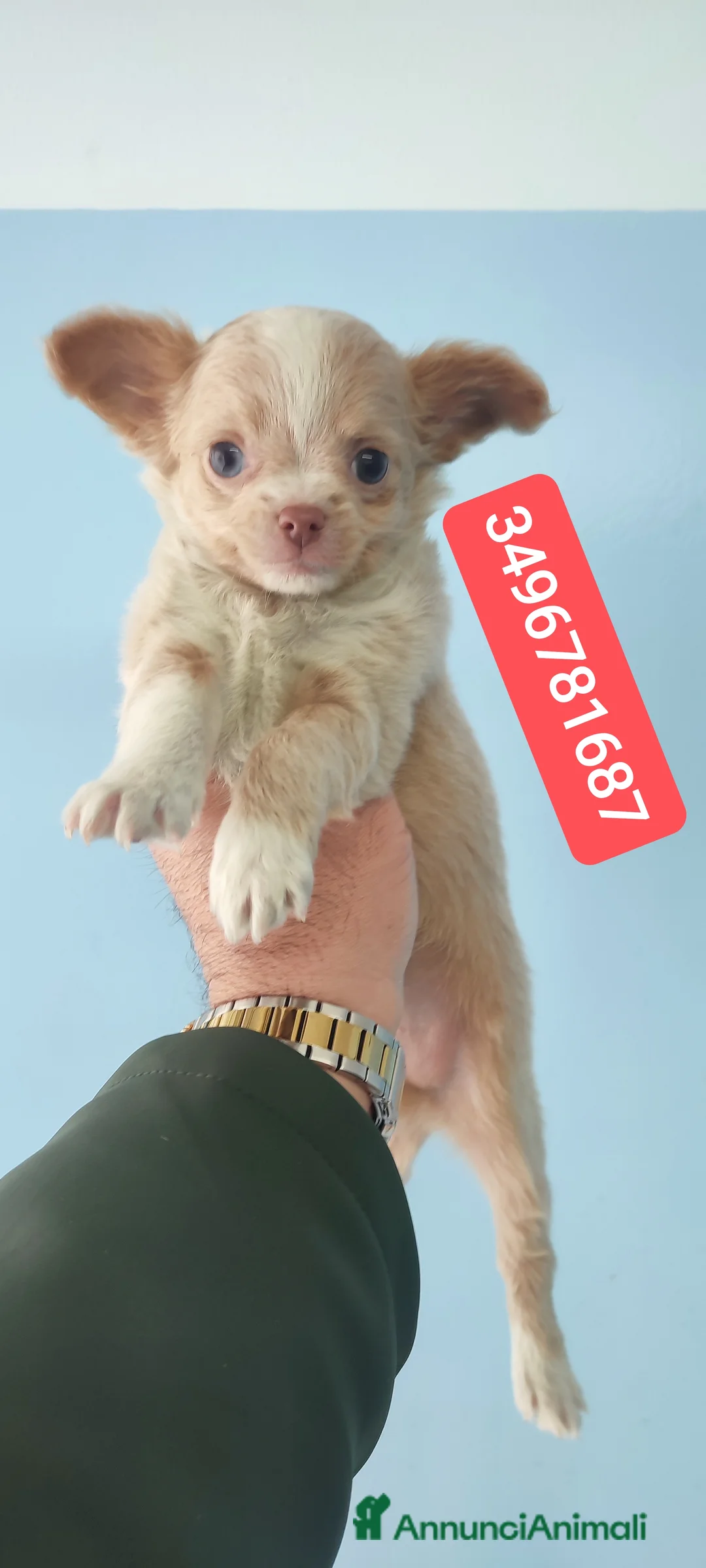 Chihuahua cani in vendita: CHIHUAHUA stupendo bijoux pelo lungo  - Annuncio 1