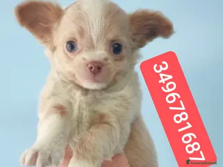 Chihuahua cani CHIHUAHUA stupendo bijoux pelo lungo - Annuncio 4