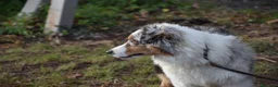 Australian Shepherd cani in vendita: cucciolotti pastore australiano - australian  - Annuncio 22