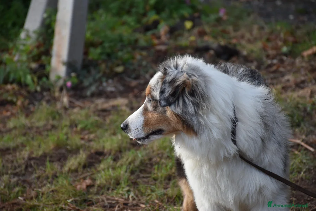 Australian Shepherd cani in vendita: cucciolotti pastore australiano - australian  - Annuncio 22
