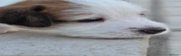 Jack Russell cani in vendita: 🐾 JACK RUSSELL TERRIER – PELO RUDIVO/BROKEN –  🐾 - Annuncio 14