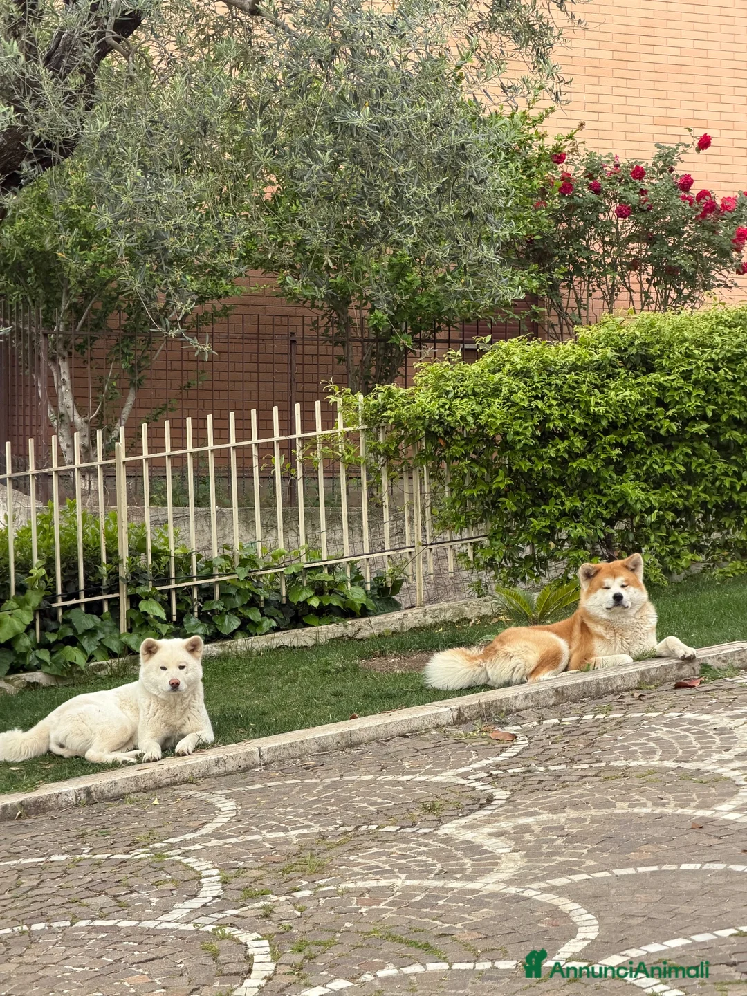 Akita Inu cani in vendita: Cucciole Akita Inu con pedigree – 6 femmine a Città metropolitana di Roma Capitale - Annuncio 2