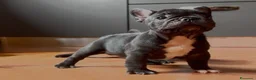 Bulldog Francese cani in vendita: Bulldog francese cuccioli  - Annuncio 4